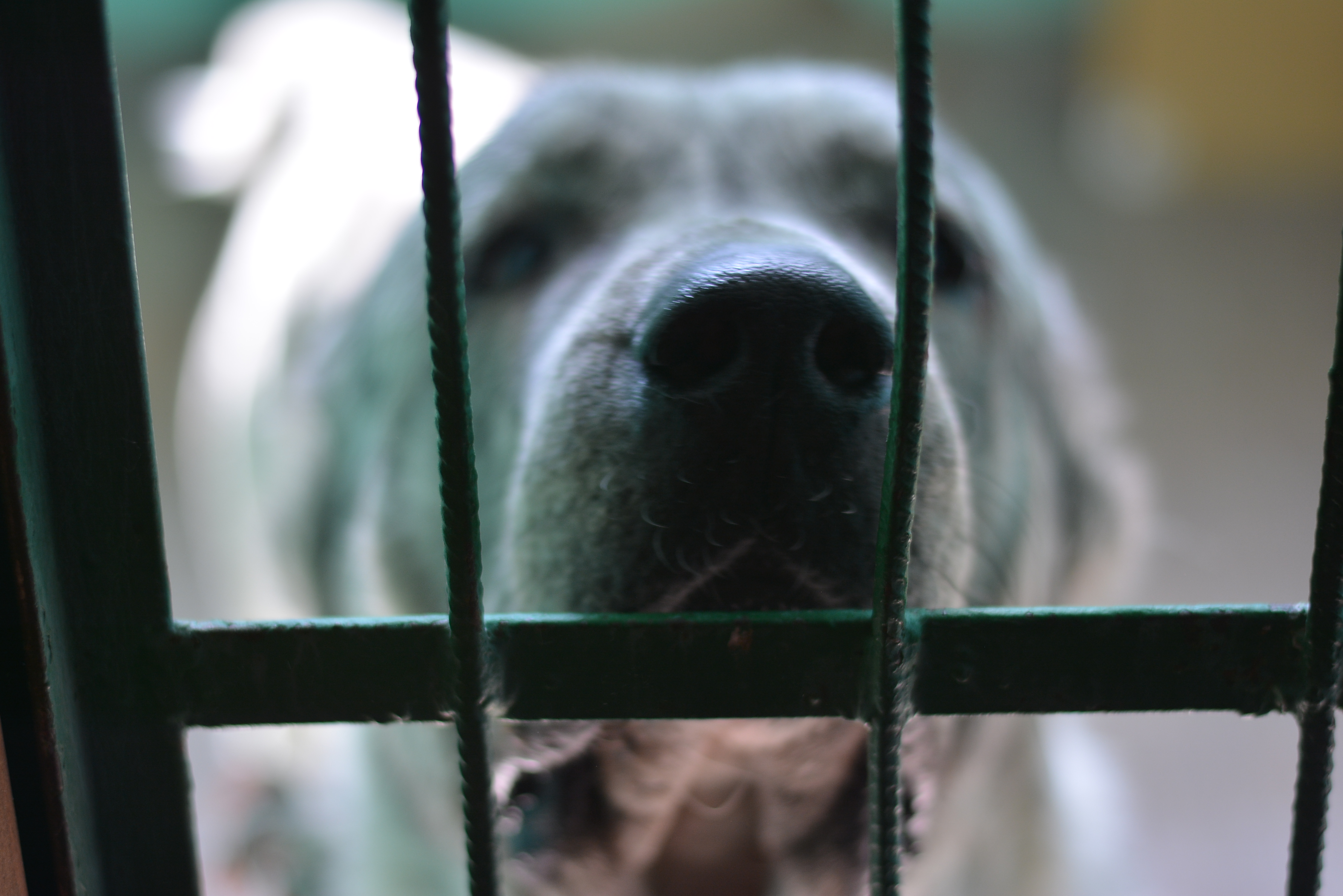 В пермском приюте для собак установили камеры и ограничили доступ