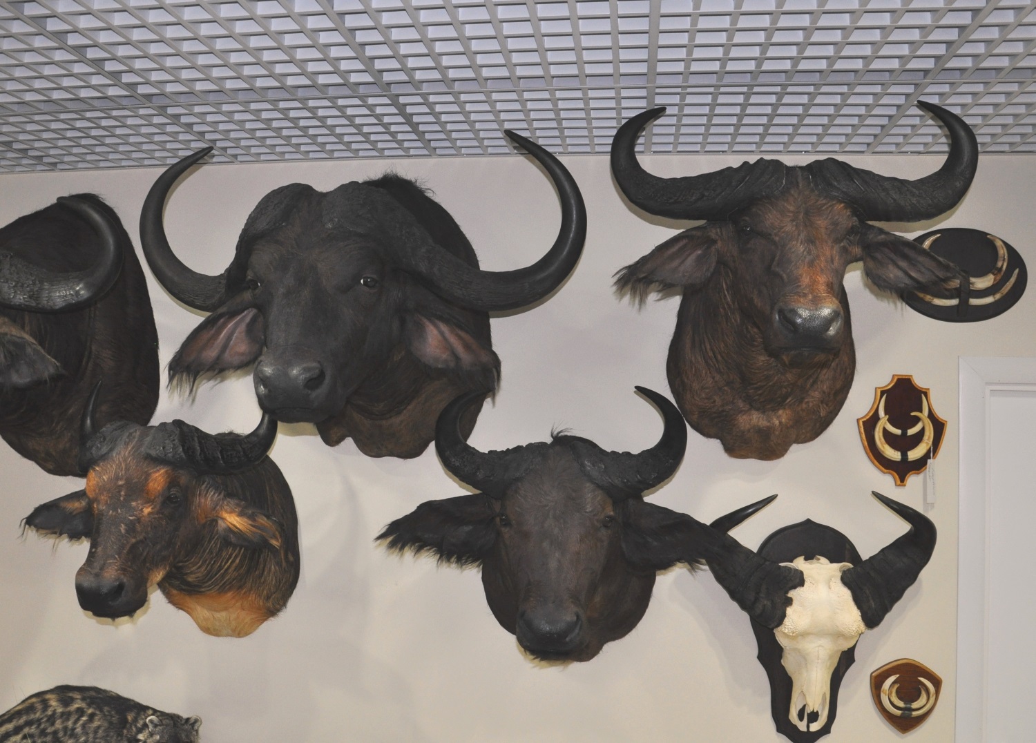 5 редких африканских трофеев, которые можно увидеть в новом выставочном зале Перми
