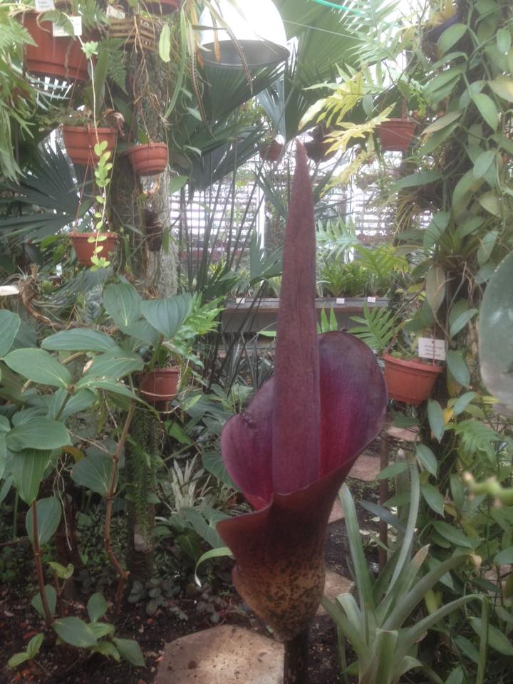 В Ботаническом саду при ПГНИУ впервые за пять лет расцвело «змеиное дерево»