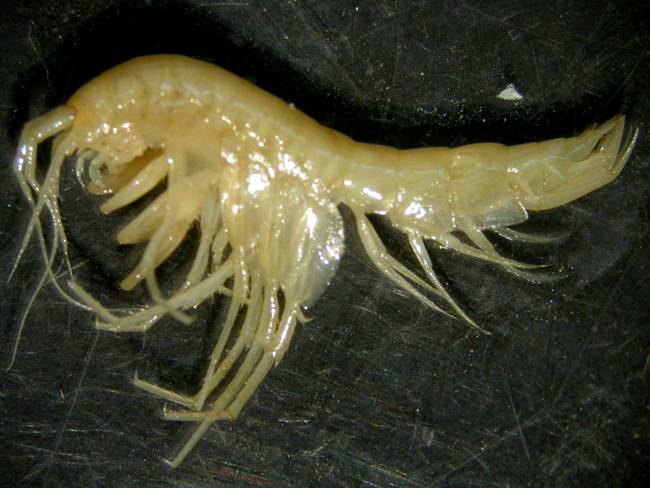 Изучение доисторических ракообразных поможет пермским ученым понять процессы разбега материков