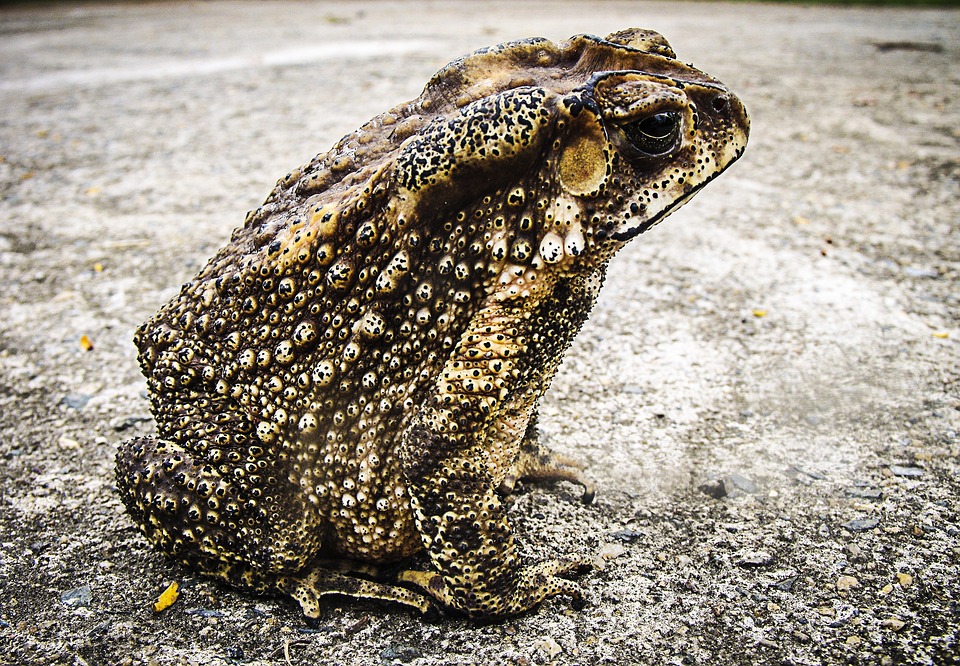 В Пермском крае любители пикников уничтожили популяцию серых жаб