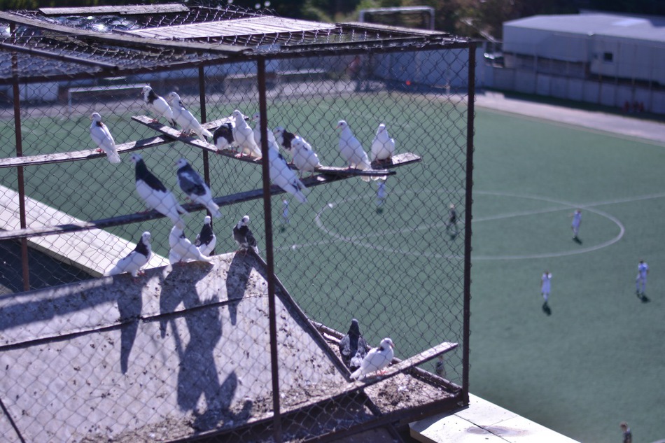 Счастье над головой. Business Class публикует истории пермяков, для которых главная страсть в жизни – голуби