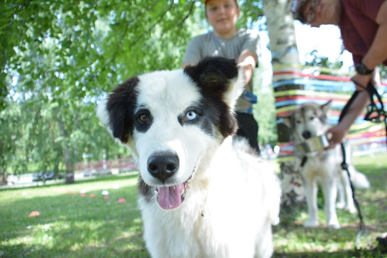 В Саду Миндовского предложили обустроить площадку для выгула собак