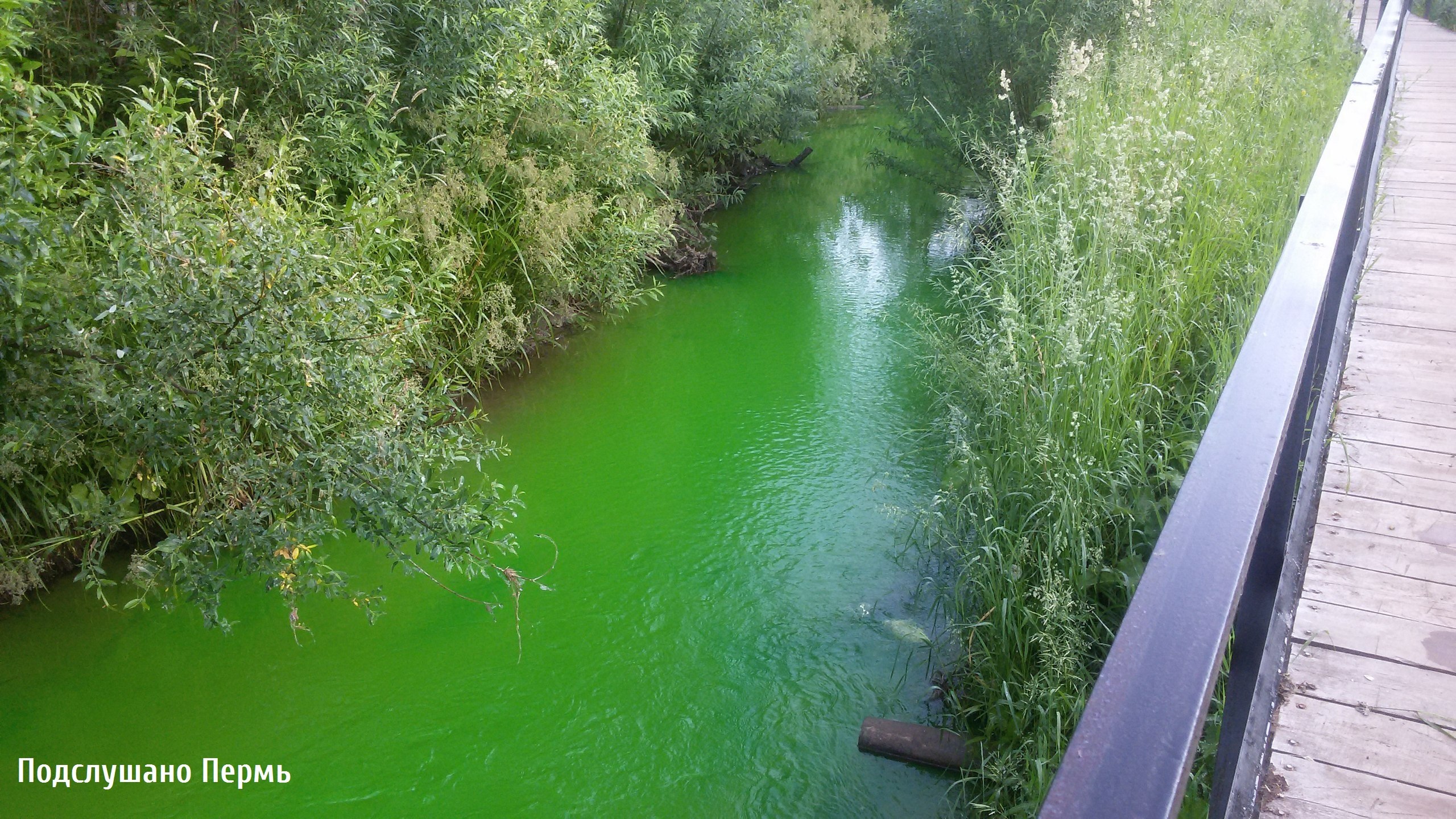 Пермяки пожаловались на зеленый цвет воды в реке Ива