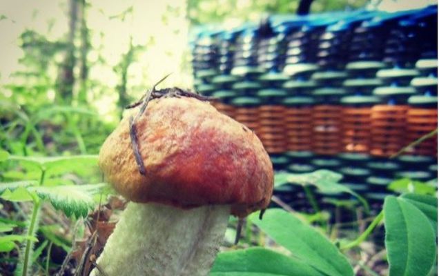 В Прикамье 13 грибников числятся без вести пропавшими