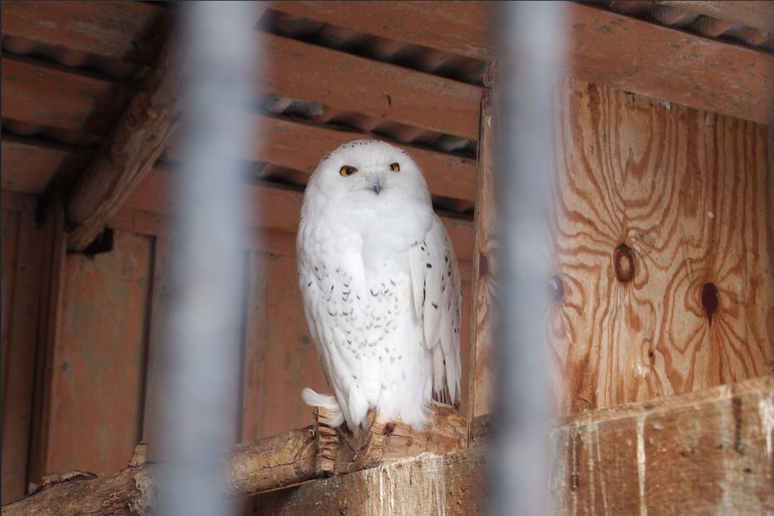 Зоопарку дали новый срок