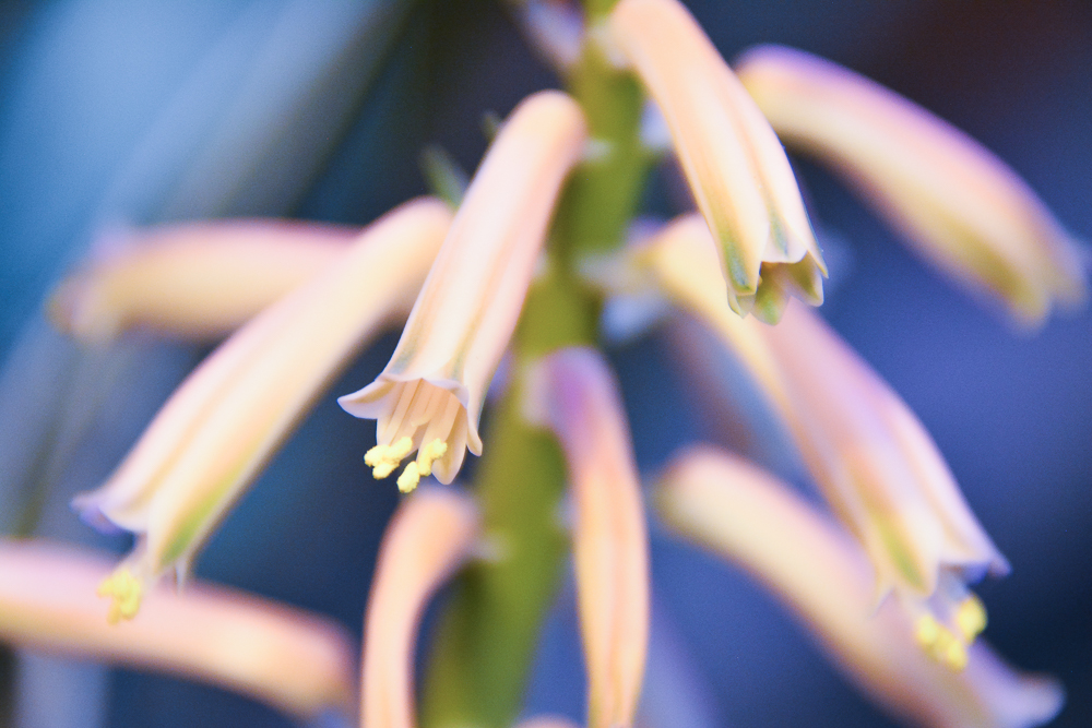 Переменчивый май в Прикамье: от заморозков к летней жаре