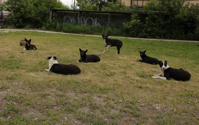 В Перми бродячие собаки поселились на территории детского сада