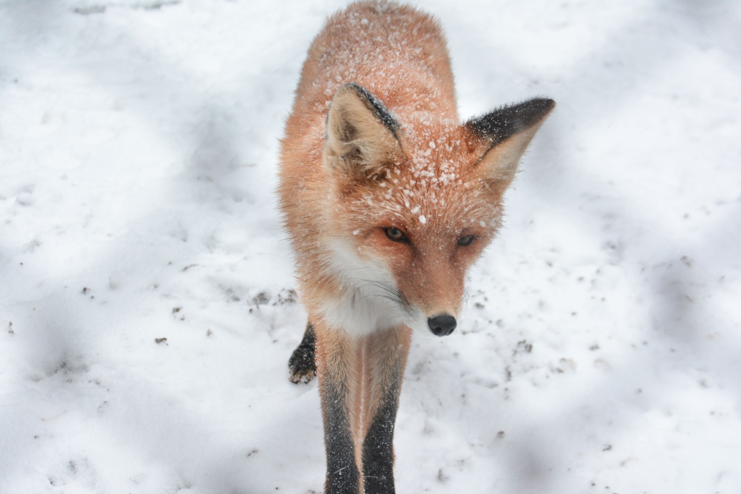 С начала 2016 года в Прикамье зарегистрировано 8 случаев бешенства
