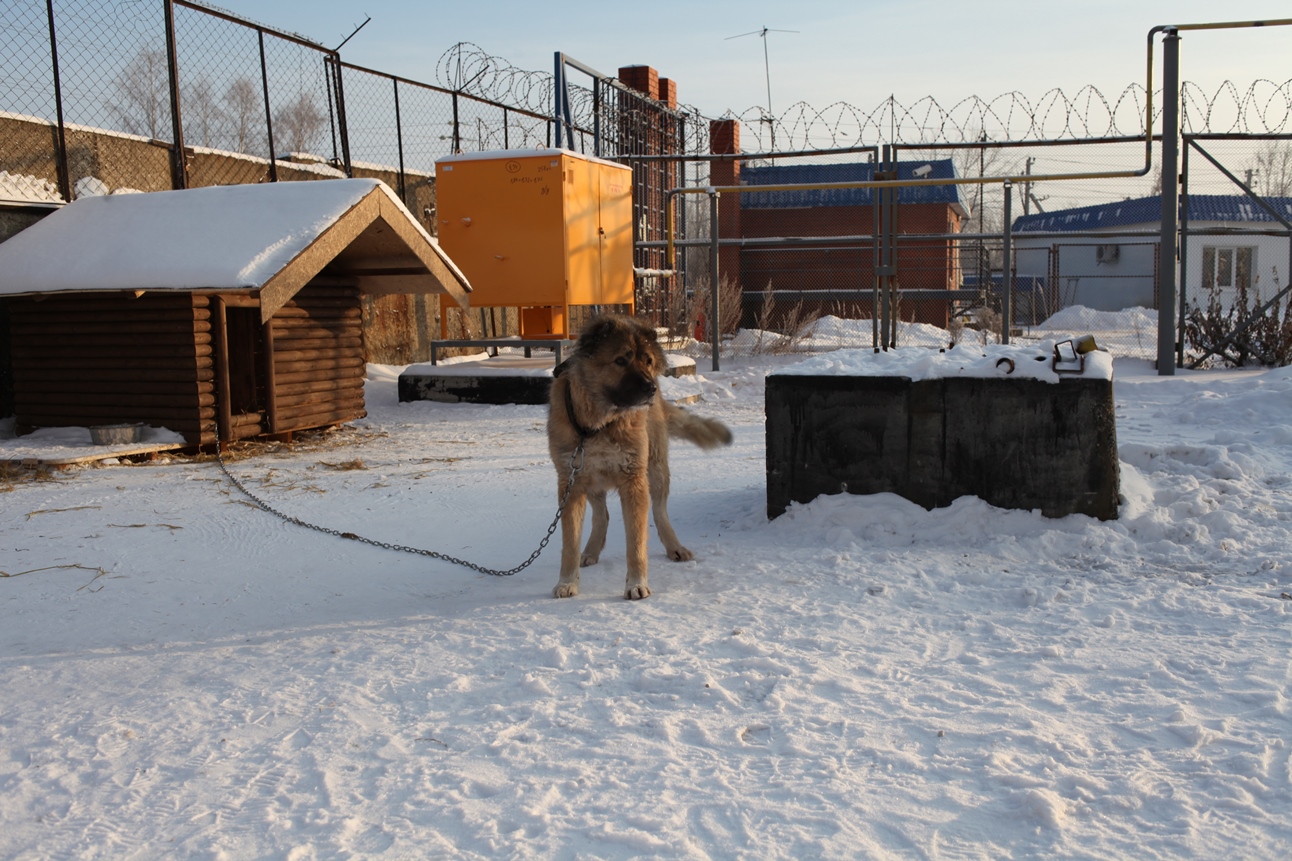 Возбуждено дело о жесто​ком обращении с собаками в пермском приюте