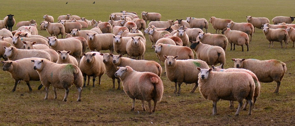 Охота на овец