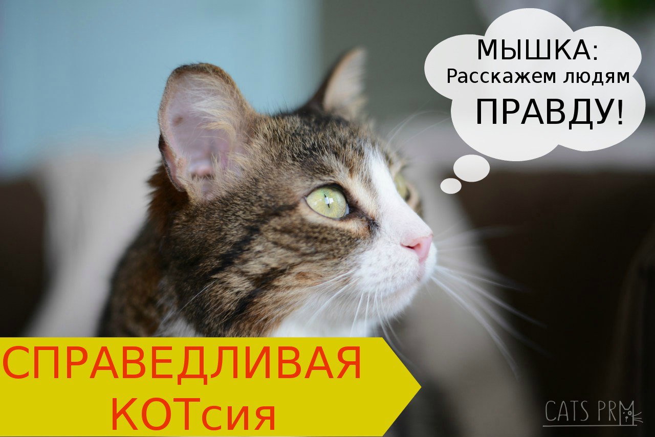 ​Пермский приют «Матроскин» объявил о проведении выборов кота-президента​