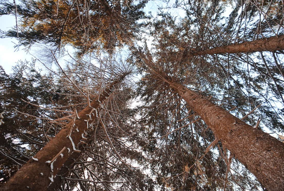 С начала года в Перми высадили более 16,5 тысячи деревьев