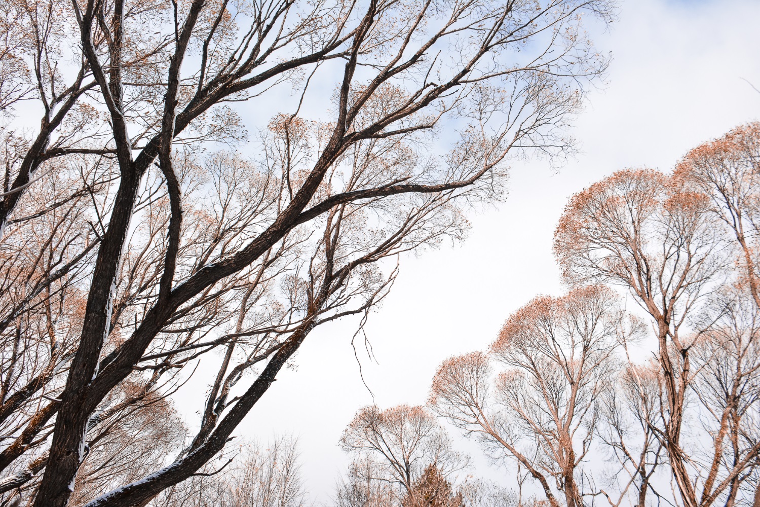 Рослесхоз одобрил строительство зоопарка в микрорайоне Нагорный