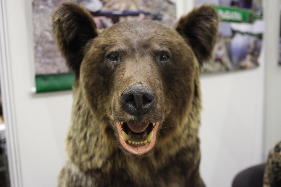 В Пермком крае прокуратура проверила гостиничный комплекс, на территории которого живет медведь