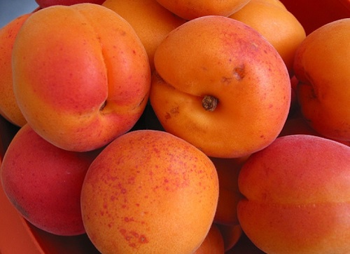 В Перми обнаружена партия абрикосов, пораженных карантинными насекомыми