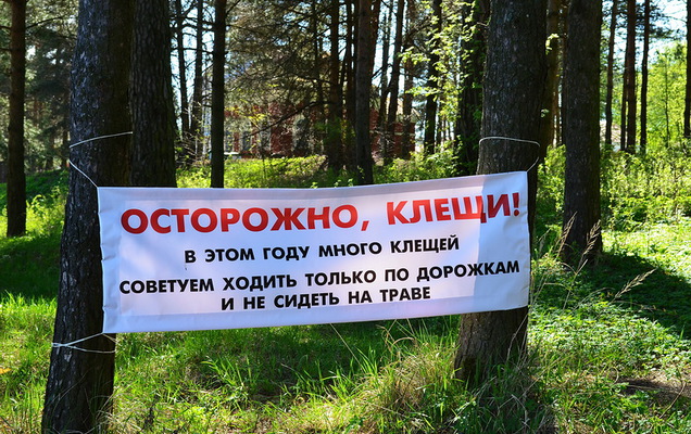 Первая кровь