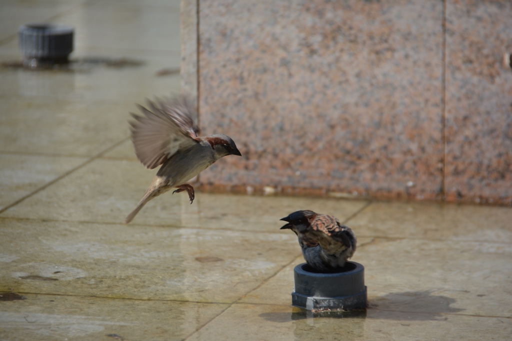Пермякам напомнили о важности зимней подкормки птиц