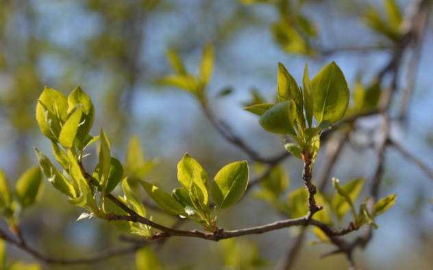 В июне в городских парках пройдет 106 бесплатных мероприятий