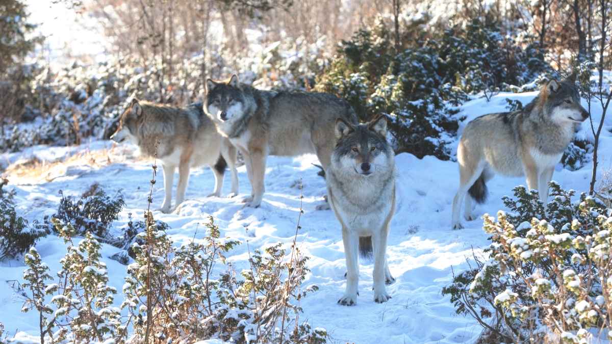 На окраине Гремячинска волки загрызли трех собак