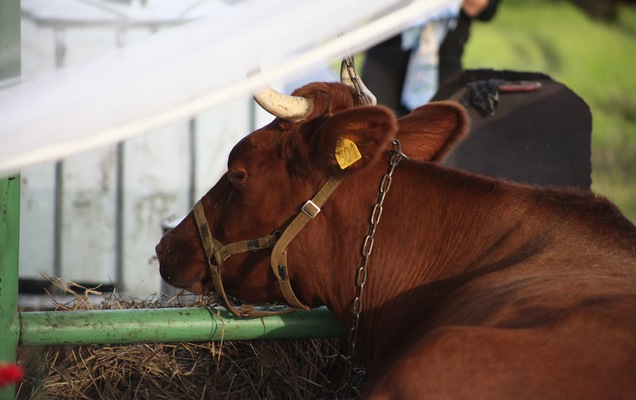 В Прикамье возбуждено уголовное дело о незаконной продаже имущества холдинга «Агрорусь»