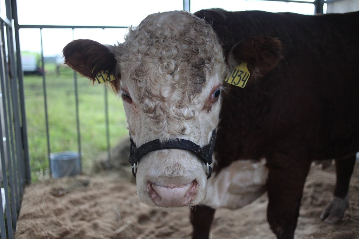 Новый подход в господдержке АПК привел к росту производства сельхозпродукции на 5%