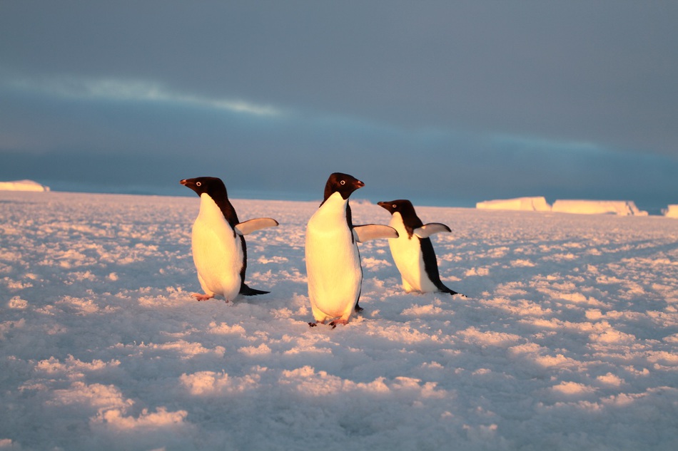 Шестой континент. Андрей Королев – о поиске метеоритов и покорении вершин Антарктиды