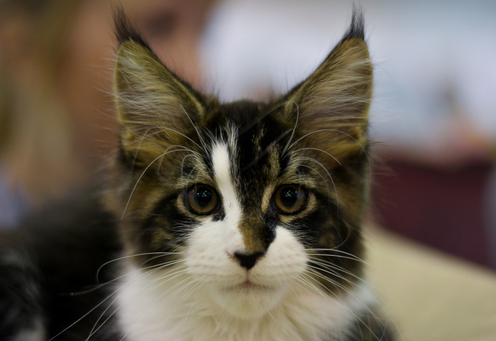 От абиссинской до мейн-куна: на «Пермской ярмарке» прошла выставка кошек