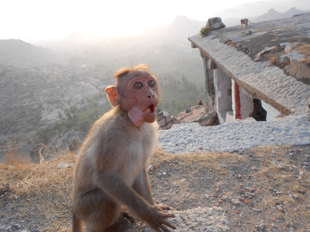 Туроператоры продлили полетную программу из Перми в Индию