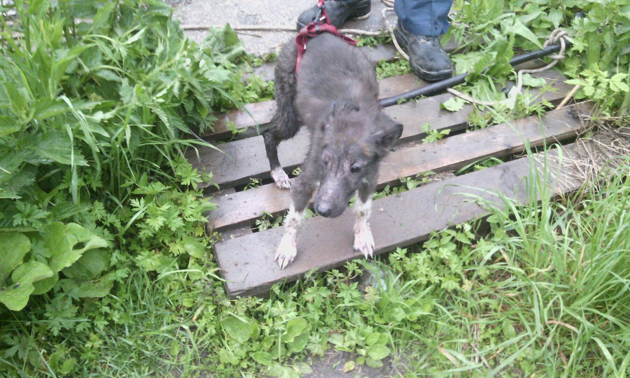 В Кунгуре спасатели вызволили упавшую в люк собаку