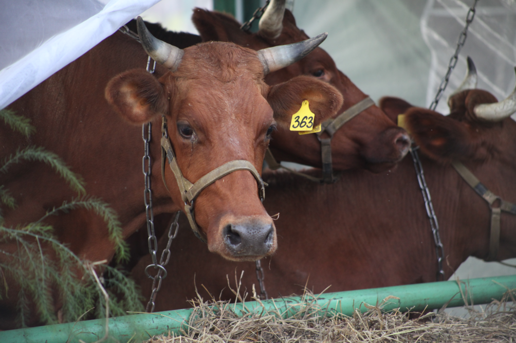 Выбор содержания