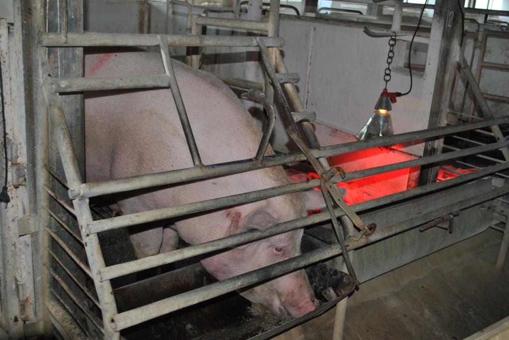 ФАС: Правительство региона незаконно выделило «Пермскому свинокомплексу» более 200 млн рублей