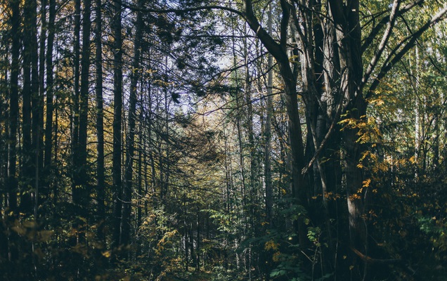 ​В Прикамье потерялась девочка, находившаяся в составе туристической группы