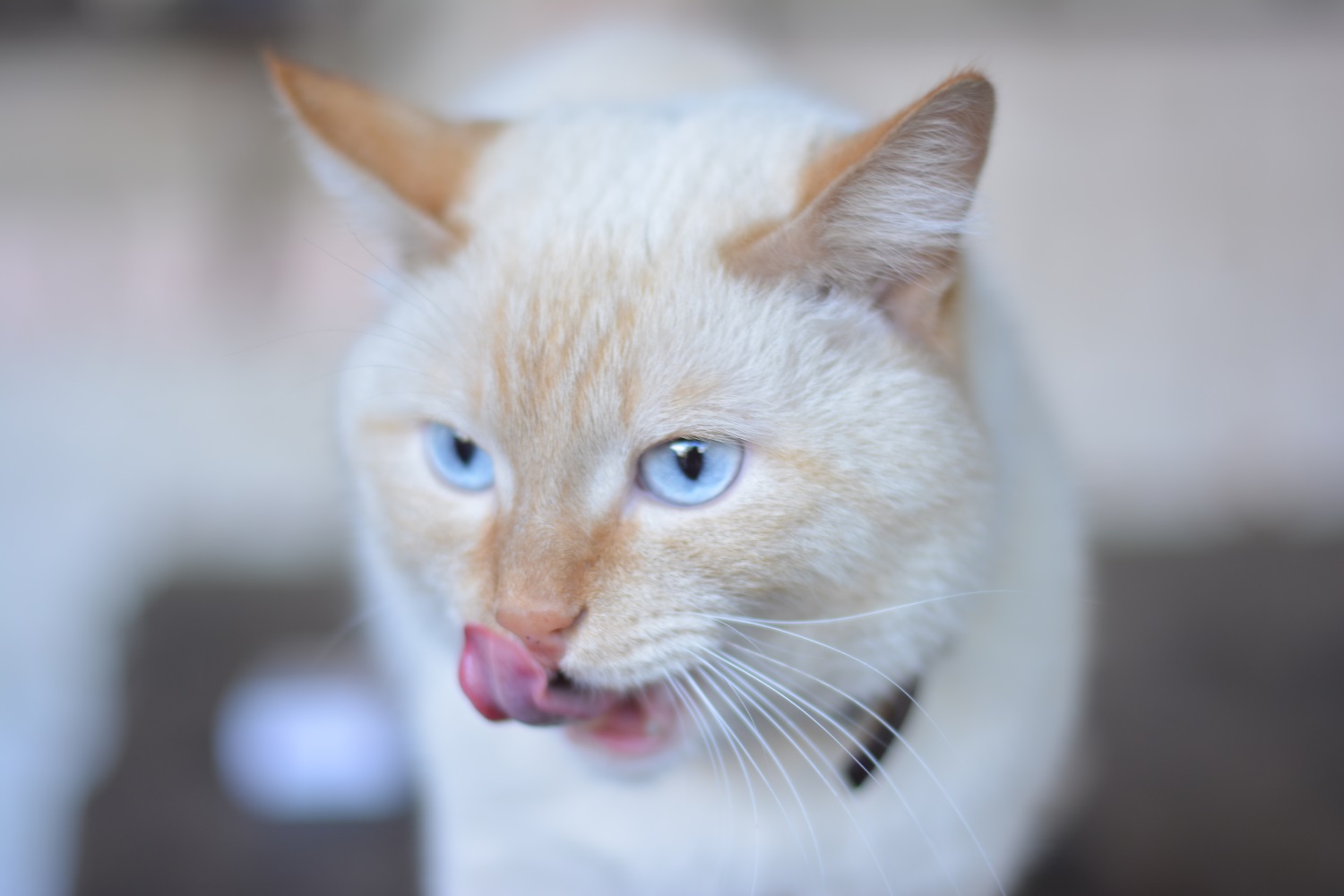 Кошачий приют «Матроскин» откроет в Перми благотворительную вегетарианскую бургерную