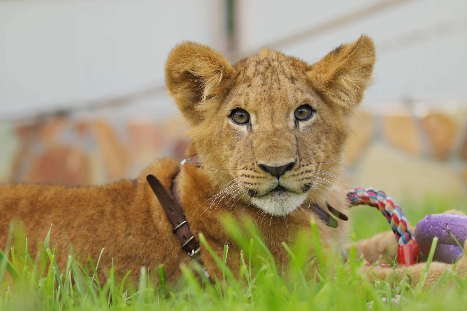 Львенок Исакий из зоопарка Санкт-Петербурга составит компанию пермскому Ричи