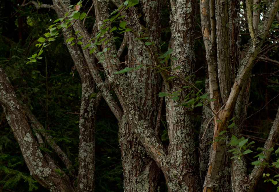Житель Пермского края привязал двух подростков к дереву в лесу