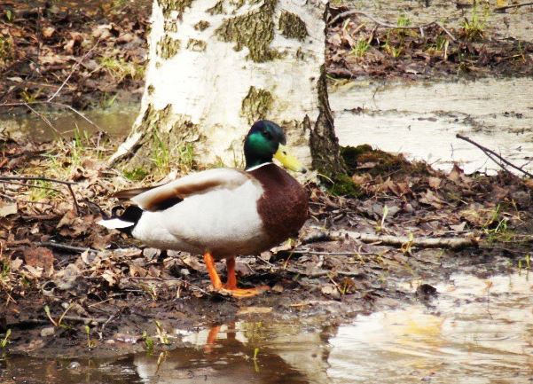 В Перми проведут перепись уток, обитающих в черте города