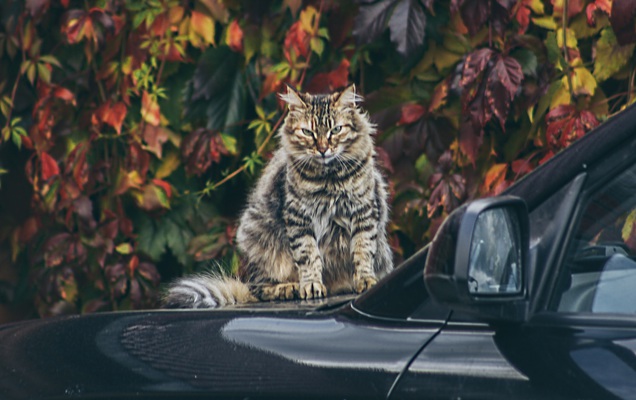 ​Пермяки пытаются спасти кошку из вентиляционной шахты