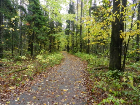 В пермских лесах обустраиваются две новые экологические тропы: «Пролетарская» и «Крым»