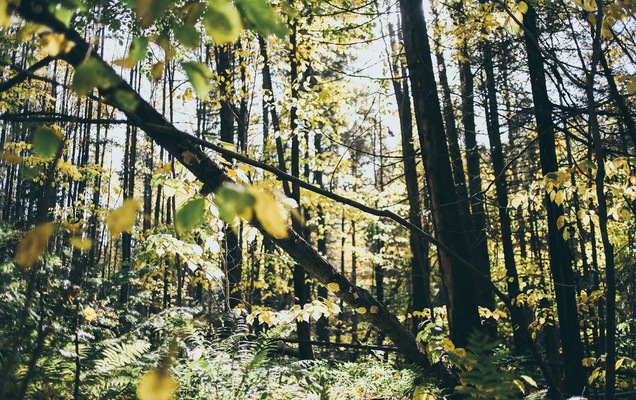 ​Более 10 тысяч пермяков пострадали от клещей с начала сезона