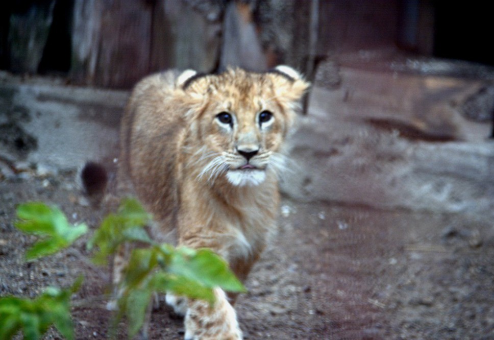 ​В сети появилось видео «охоты» львят из Пермского зоопарка