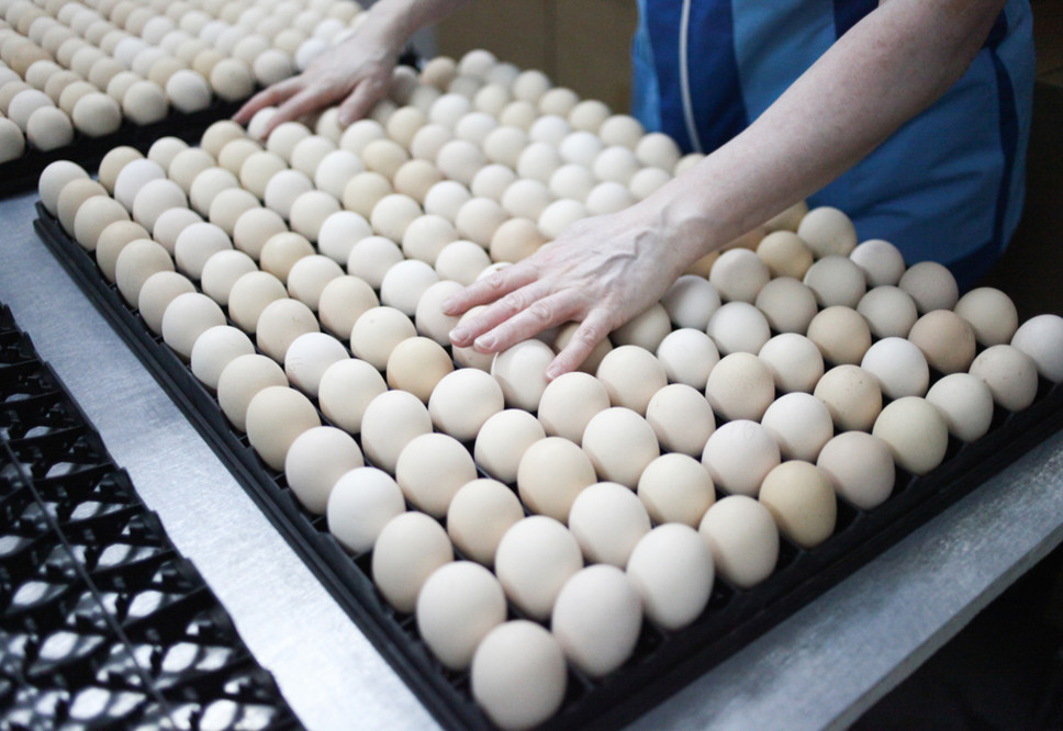 Пермское УФАС обнаружило ценовой сговор краевых птицефабрик