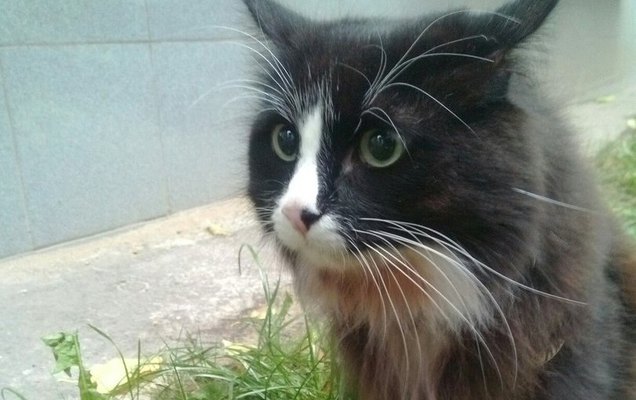Кот-актер театра «У Моста» Семен стал одним из самых известных котов 2016 года