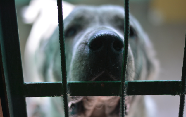 Пермская мэрия планирует строить новое здание приюта для животных