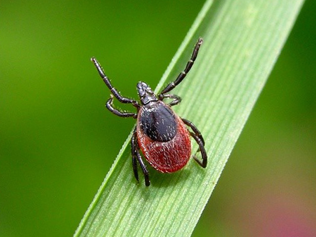 За неделю 43 прикамца стали жертвами клещей