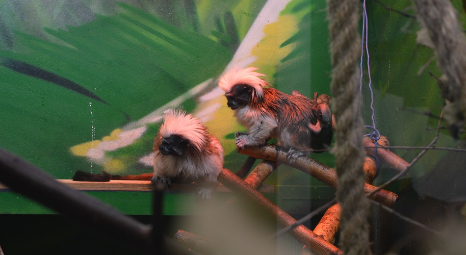 В пермском зоопарке у пары тамаринов появились двое малышей