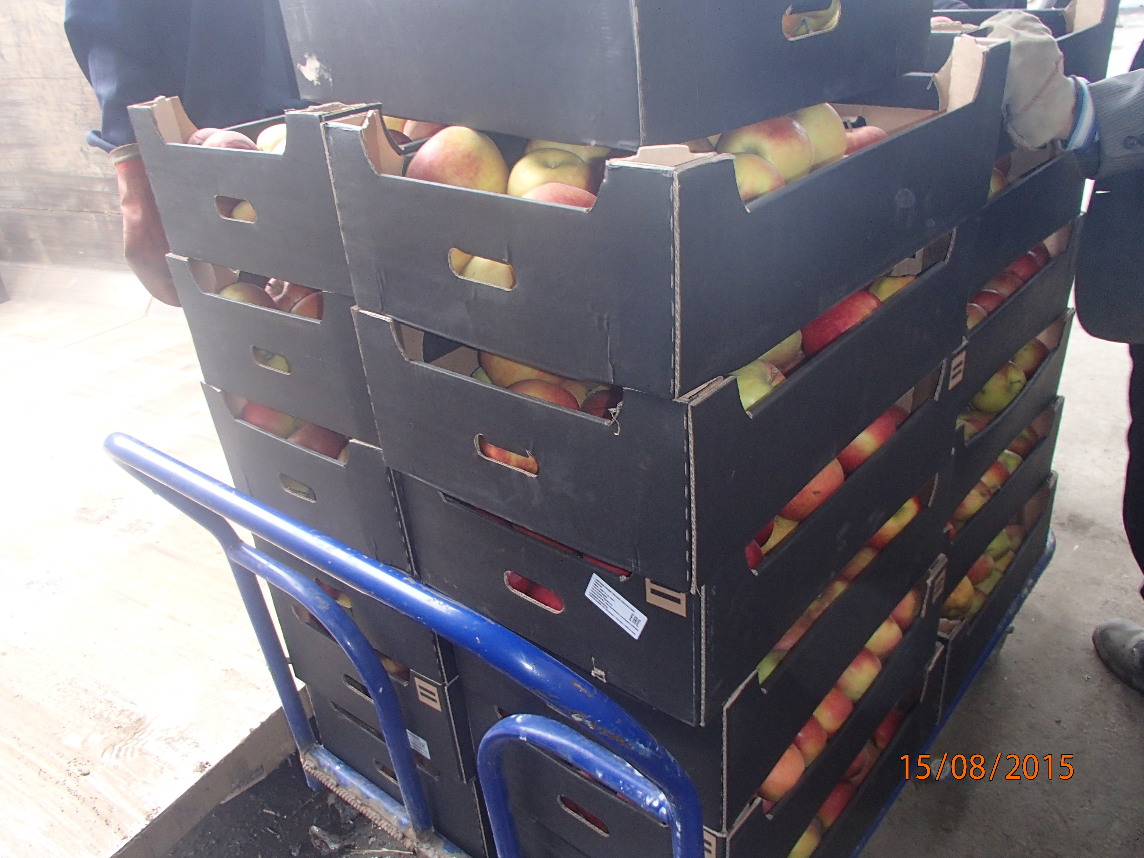 Пермские таможенники уничтожили 1,5 тонны запрещенных яблок