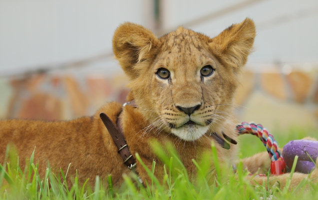 В пермский зоопарк привезли львенка Исаакия из Санкт-Петербурга