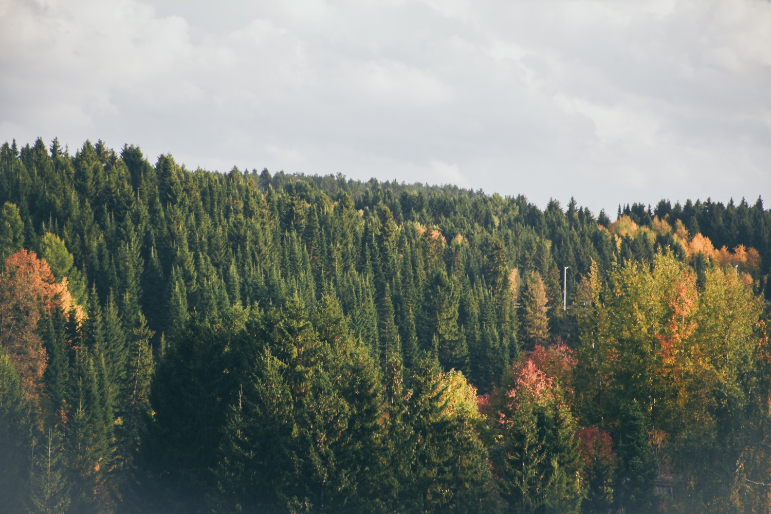 В Пермском крае три вида птиц находятся на грани исчезновения