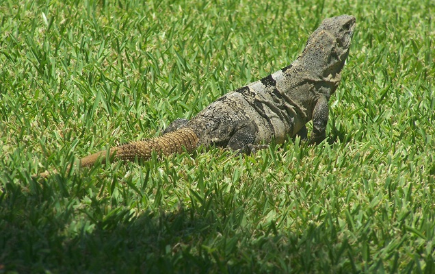 Сбежавшая от пермячки игуана вернулась домой сытой